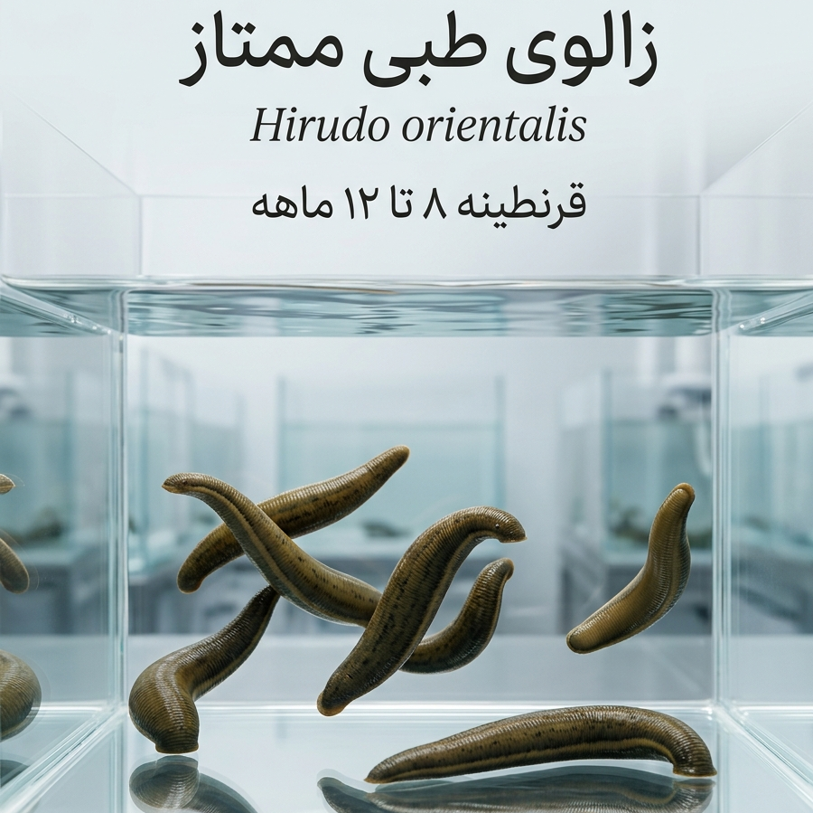 ⚕️🐾🪨 زالویِ طبیِ حیوان بهداشتیِ 🩺، ۲۵ع، جانورِ سنگین 2